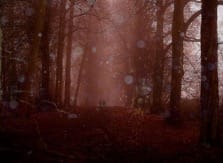 Wynchwood Haunted Forest