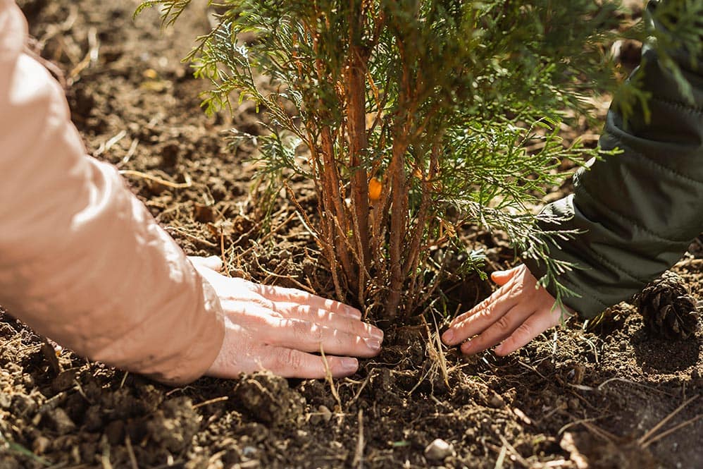 tree planting in new zealand